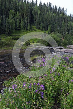 Wildflowers in Colorado Rocky Mountains