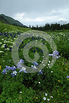 Wildflowers in Colorado Rocky Mountains