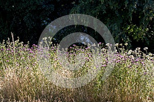 Wildflowers. Countryside nature with wild purple flowers in the