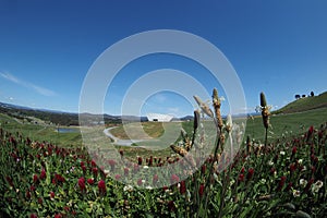 Wildflowers