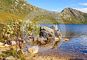 Wildflowers - Cradle Mountain