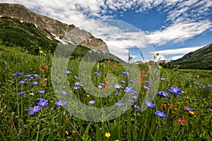 Wildflowers in Crested Butte