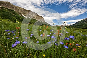 Wildflowers in Crested Butte photo