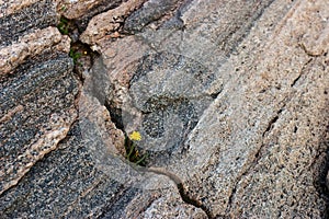 Wildflowers in a crevice photo