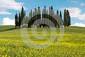 Wildflowers and cypress trees in Tuscany