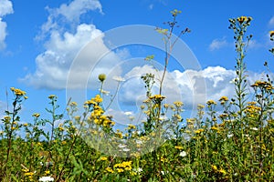 Wildflowers and daisies against a blue sky and white clouds. Prairie grasses grow in the open air. Beautiful natural landscape