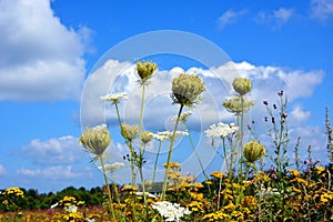 Wildflowers and daisies close-up against a blue sky and white clouds. Prairie grasses grow in the open air. Beautiful natural