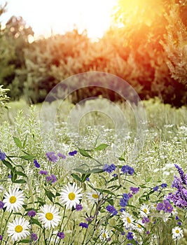 Wildflowers daisies, cornflowers and herbs in the summer. Nature and flowers. Sunset. Sun rays, bokeh effect, flash. Summer