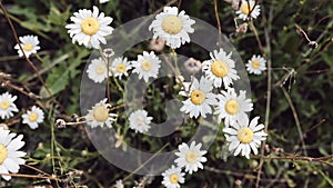Wildflowers. Daisies in the meadow. White daisies in a flower bed. Beautiful flowers on the lawn. Close up