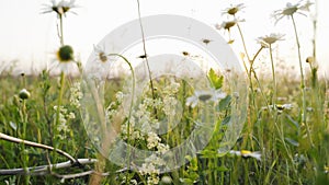 Wildflowers. Daisies in the meadow. White daisies in a flower bed. Beautiful flowers on the lawn. Close up