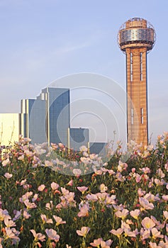 Wildflowers and Dallas, TX skyline at sunset with Reunion Tower photo