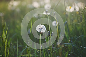 Wildflowers dandelions at sunrise