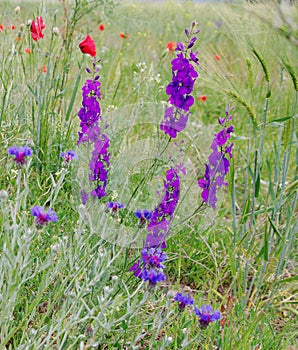 Wildflowers delphinium in spring steppe photo