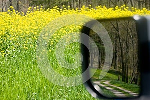 Wildflowers and dirt road/mirror