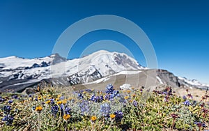 Wildflowers in Dry Field in front of Burroughs Mountain photo