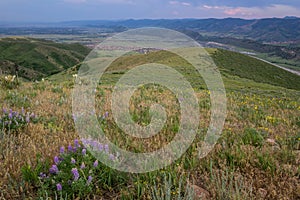 Wildflowers and Elk on Green Mountain. Lakewood, Colorado. photo