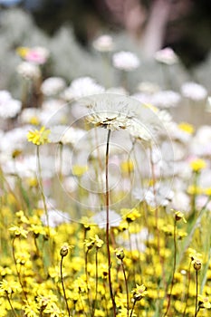 Wildflowers - Everlastings