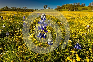 Wildflowers explode on Shell Creek Road Super Bloom, San Luis Obisbo, CA