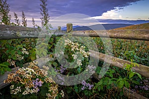 Wildflowers and Fence Along the Appalachian Trail