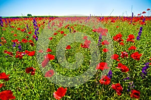 Wildflowers field