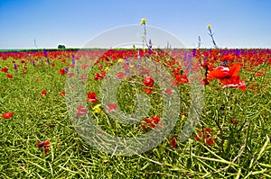 Wildflowers field