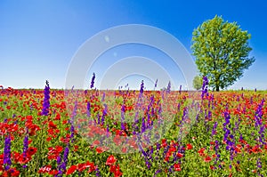 Wildflowers field