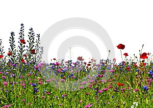 Wildflowers field isolated on white backgrounds