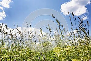 Wildflowers in the field. Summer forbs against the blue sky on a sunny day. Space for text