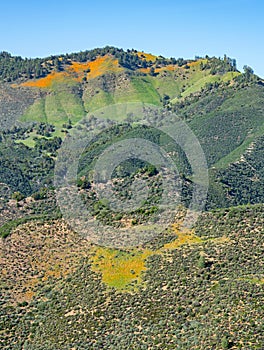 Wildflowers in Figueroa Mountain