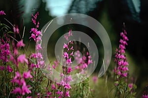 Wildflowers Fireweed Background Flowers Plant. Generative AI