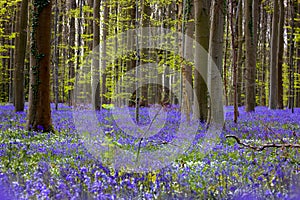 Wildflowers in forest