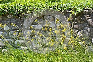 Wildflowers in front of stone retaining wall