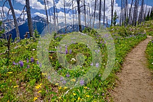 Wildflowers and Frosty Mountain from Skyline Trail, Manning Park, BC