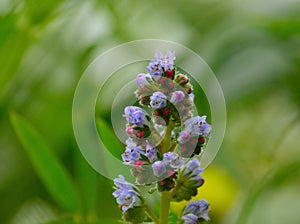 Wildflowers in full splendor, echium strictum