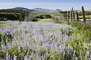 Wildflowers in Glacier National Park