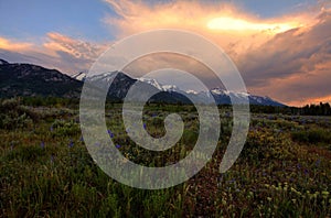 Wildflowers at the Grand Tetons