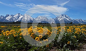 Wildflowers at Grand Tetons