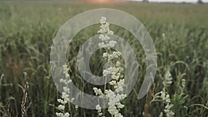 Wildflowers. Grass in the meadow. Beautiful meadow. The grass sways in the wind. Sunset. Close up