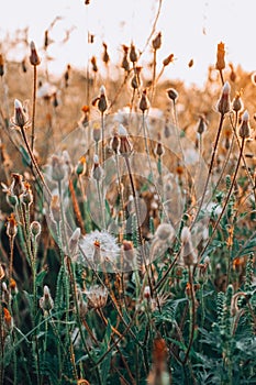 Wildflowers in grass meadow