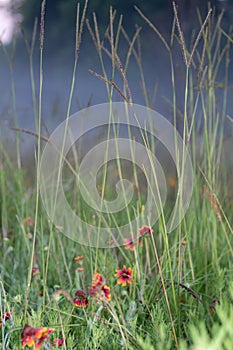 Wildflowers and grasses mingle in an East Texas field at sunrise