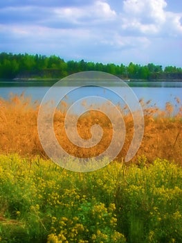 Wildflowers Grasses By Pond