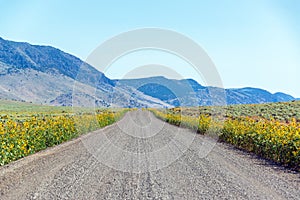 Wildflowers and Gravel Road