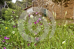 Wildflowers grow on a mountain meadow close-up