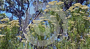 Wildflowers grow from the undergrowth on the Mt Cannibal walking track.