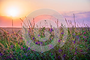 Wildflowers growing at the edge of a wheat field against the backdrop of a beautiful sky during sunset