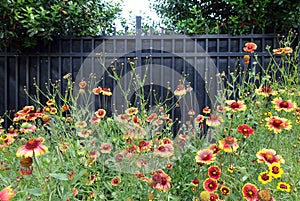 Wildflowers Growing in Front of a Black Fence