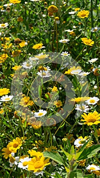 Wildflowers growing in meadow. Vertical background. Corn marigold and chamomile flowers.