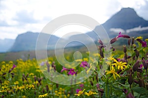 Wildflowers Growing Mountainside 