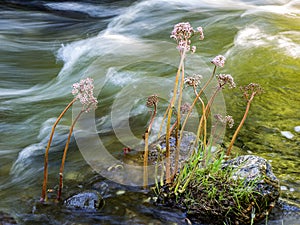 Wildflowers growing in a stream