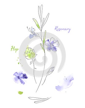 Wildflowers hand drawn watercolor illustration. Rosemary and hop aquarelle paint drawing.